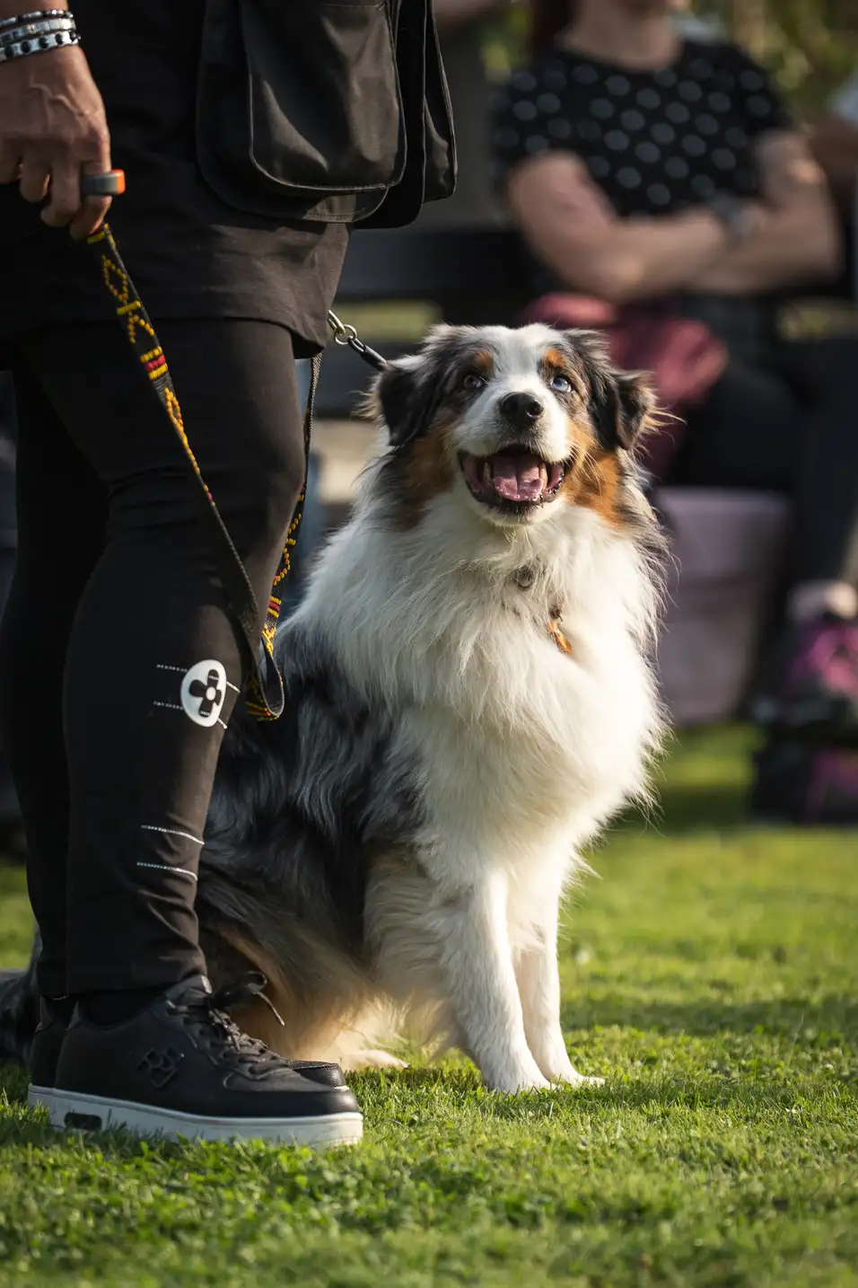Pies uczestniczący w szkoleniu K9 SWS