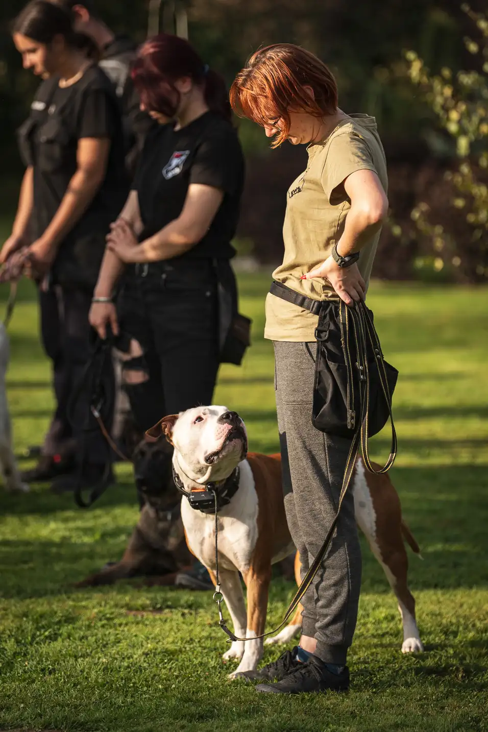 Pies podczas szkolenia posłuszeństwa w K9 SWS