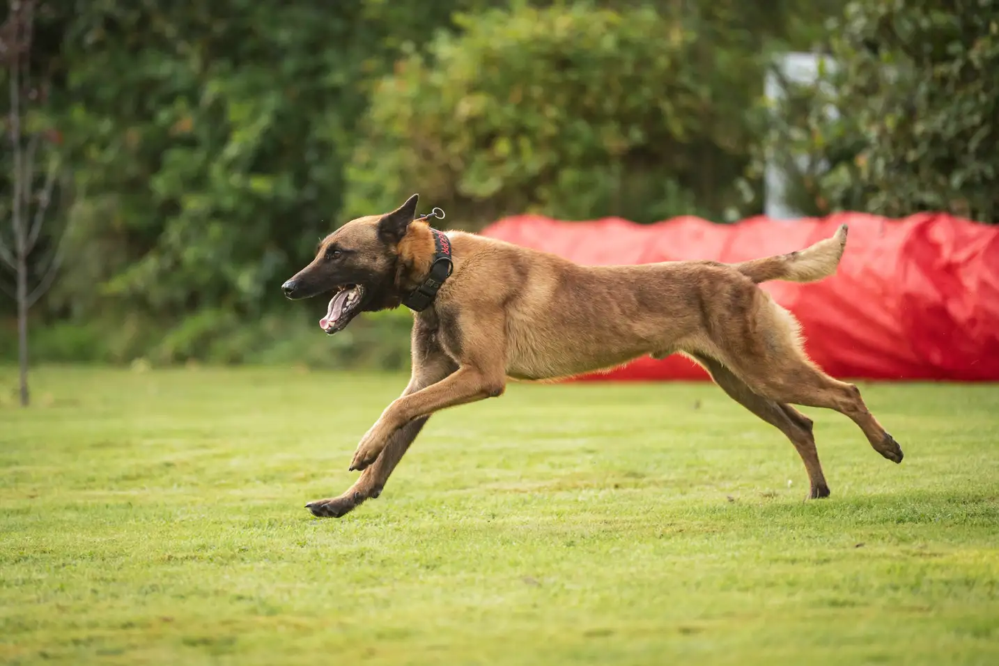 Pies w ruchu podczas zawodów kynologicznych